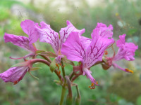 /album/fotogalerie-nabidka/pelargonium-endlicherianum-kvet-jpg/